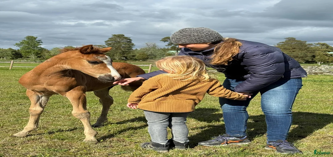 Galleribild {{count}}