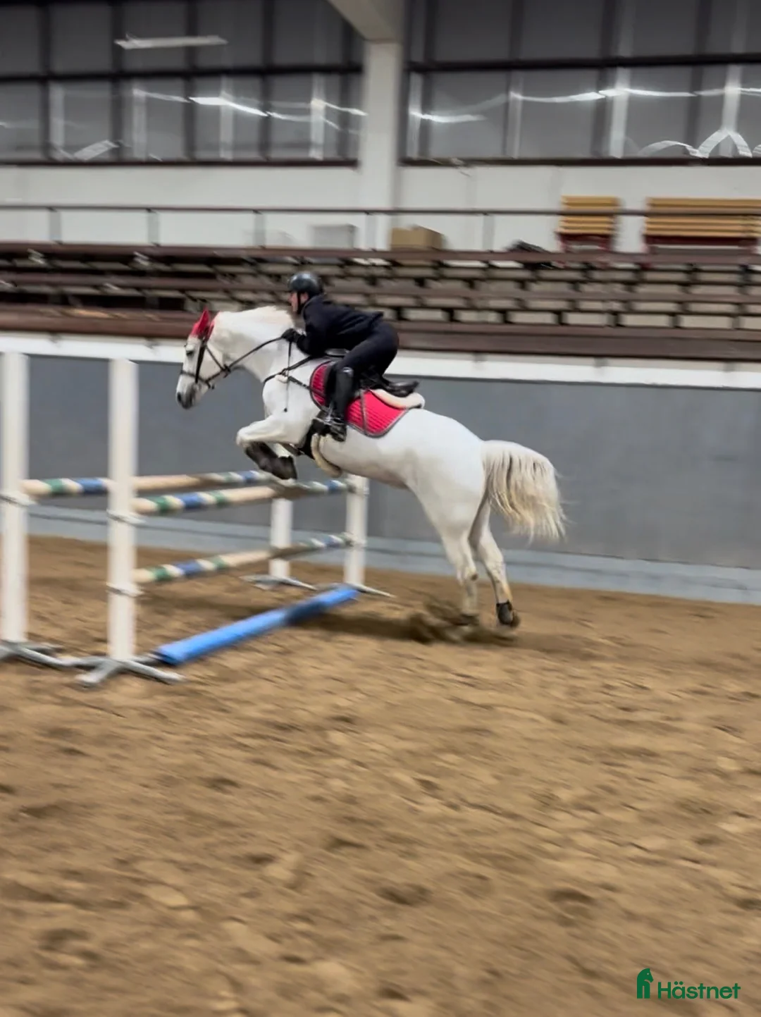 Allround hästar till salu: Mysig allaroundponny! - Annons 1
