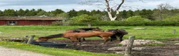 Allround hästar till salu: Ungsto, korsning appaloosa och kallblodstravare - Annons 2