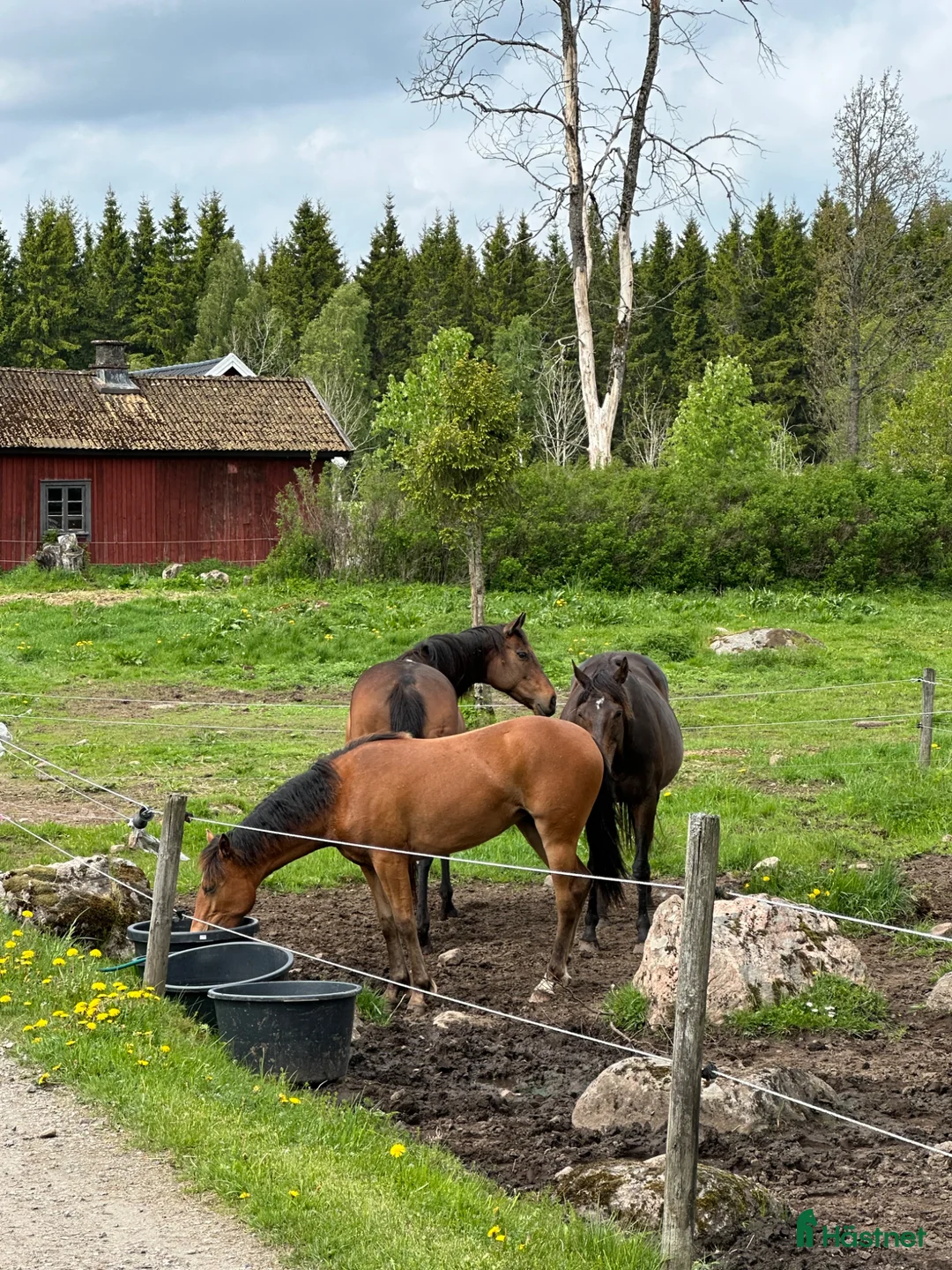 Allround hästar till salu: Ungsto, korsning appaloosa och kallblodstravare - Annons 2
