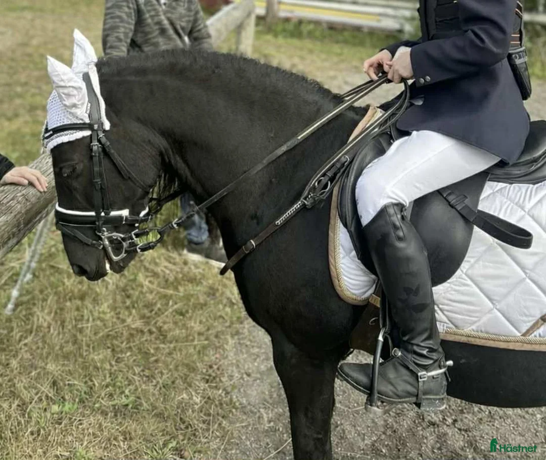 Allround hästar till salu: Världens finaste wonderful magic fellponny  i Ljung - Annons 15