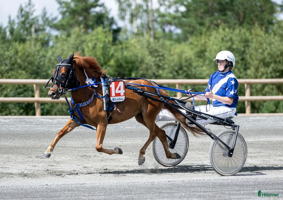 Allround hästar till salu: Projektponny med kapacitet  i Moheda - Annons 2