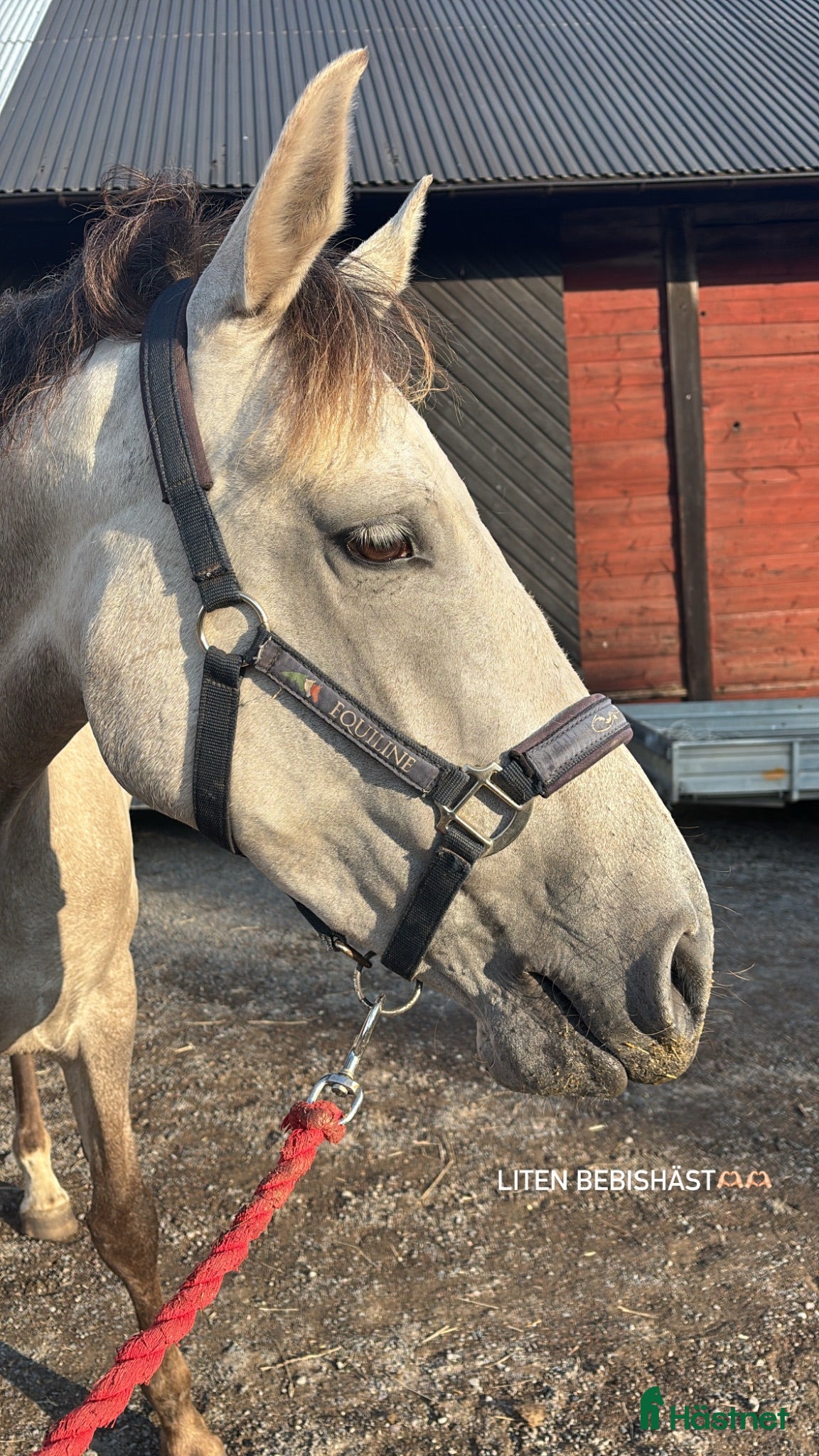  hästar Lyxig allround/hobbyhäst - Annons 11