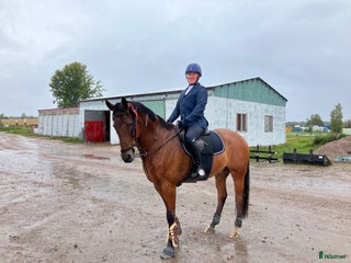 medryttarhäst finnes: Vuxen dressyr intresserad medryttare i Grödinge - Annons 1