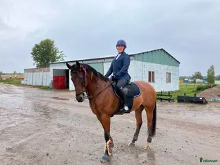 medryttarhäst finnes: Vuxen dressyr intresserad medryttare i Grödinge - Annons 2