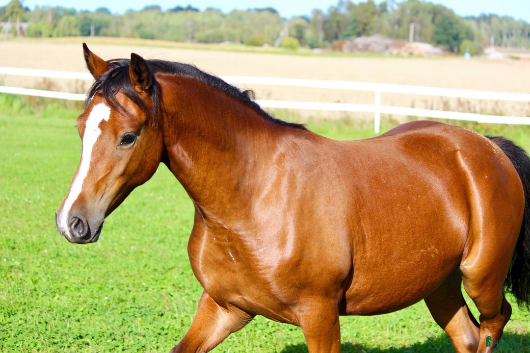 Allround hästar till salu: ✨Guldbelönad Welsh i storlek för både barn & vuxna i Vingåker - Annons 10