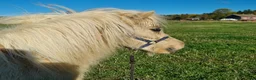 Allround hästar till salu: Fint Minishetlands sto - Annons 4