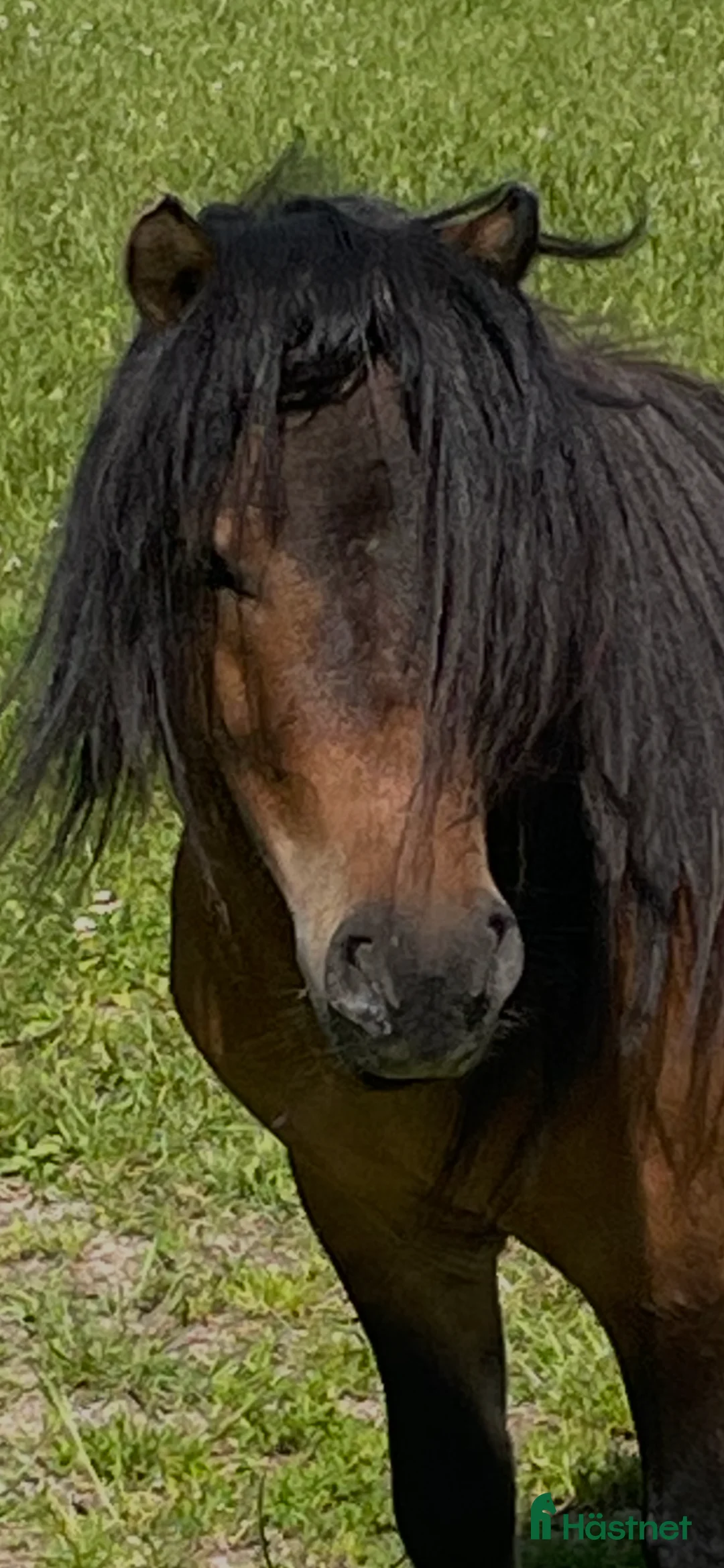 Övrigt hästar till salu: Genomsnäll barnponny - Annons 1