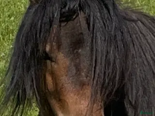 hästar Genomsnäll barnponny - Annons 17