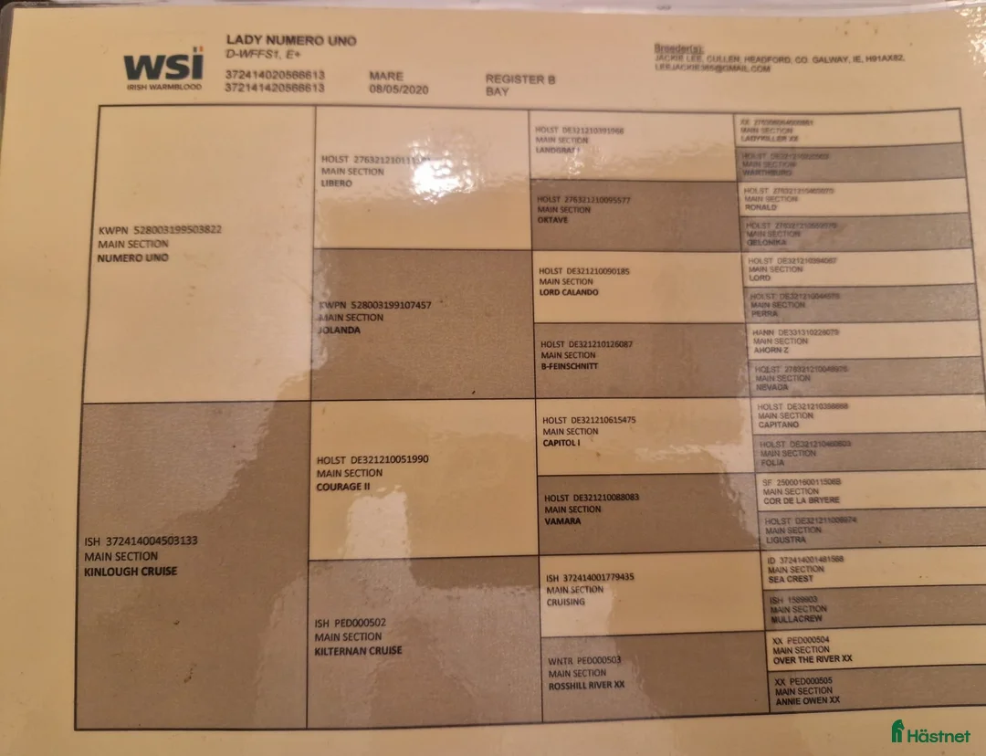 Hoppning hästar till salu: Lady Numero Uno i Ljungby - Annons 5
