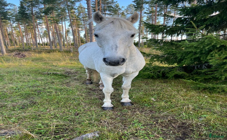  hästar C-Ponny söker nytt hem akut i Hallen - Annons 9