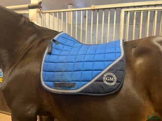 Schabrak & Vojlockar hästutrustning till salu: Blått schabrak i Karlstad - Annons 3