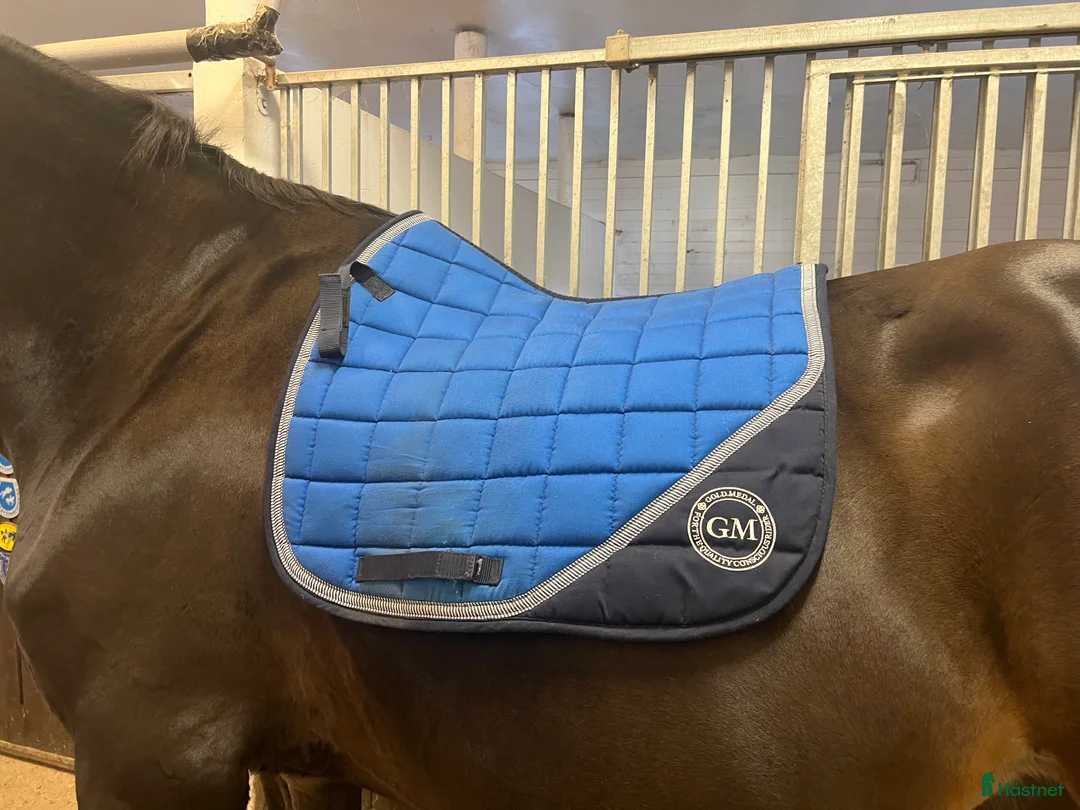 Schabrak & Vojlockar hästutrustning till salu: Blått schabrak i Karlstad - Annons 1