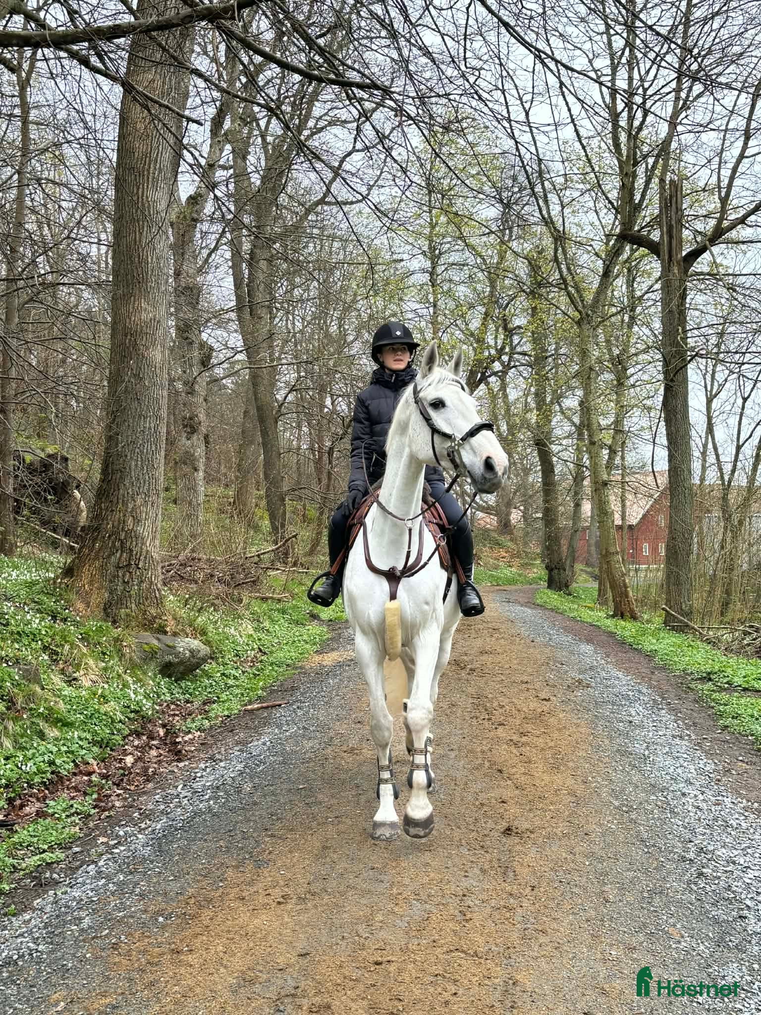  hästar Rutinerad träning och tävlingskompis - Annons 2