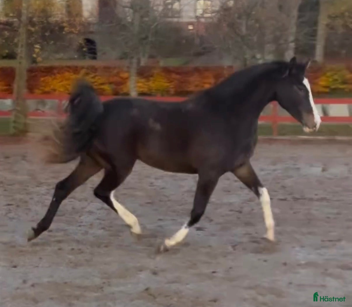  hästar Vackert sto till avel/sällskap - Annons 1