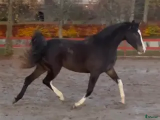 hästar Vackert sto till avel/sällskap - Annons 1