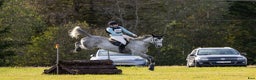 Fälttävlan hästar till salu: 7 y/o eventing horse for the future. i Jessheim - Annons 7