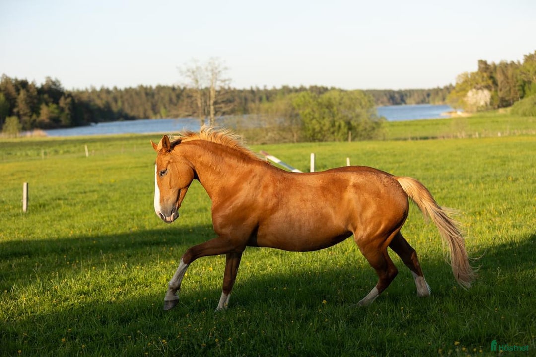 Övrigt hästar till salu: Fantastiskt dräktigt sto för avel och sällskap i Söderköping - Annons 1