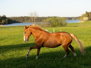 hästar Fantastiskt dräktigt sto för avel och sällskap i Söderköping - Annons 2