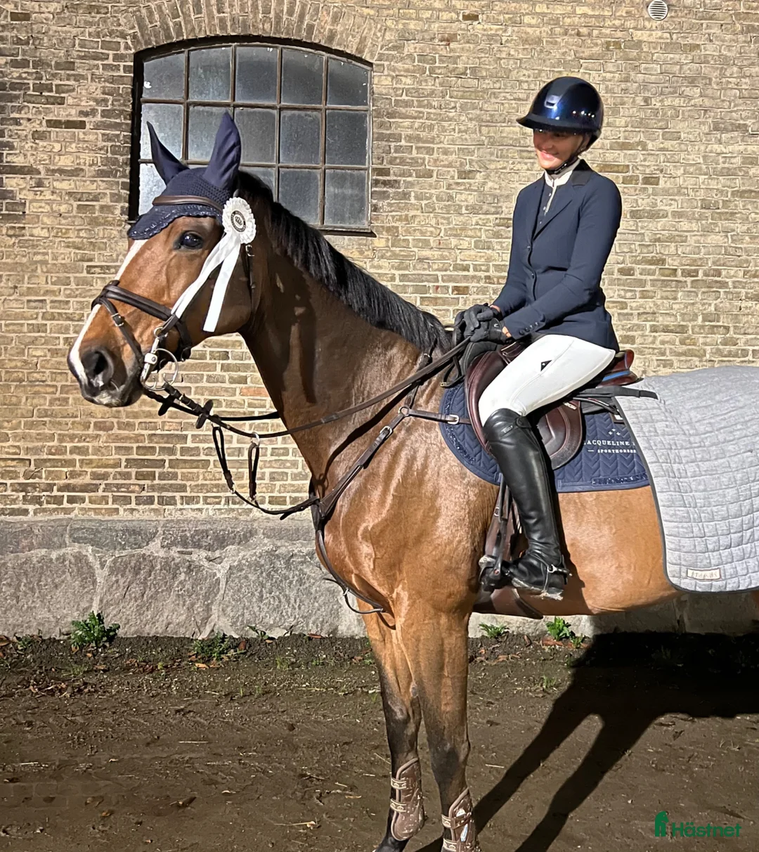 Hoppning hästar till salu: Vacker rosettplockare - Annons 1