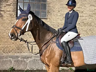 hästar Vacker rosettplockare - Annons 1