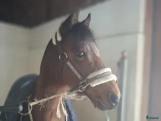 hästar Fantastisk läromästare - Annons 1