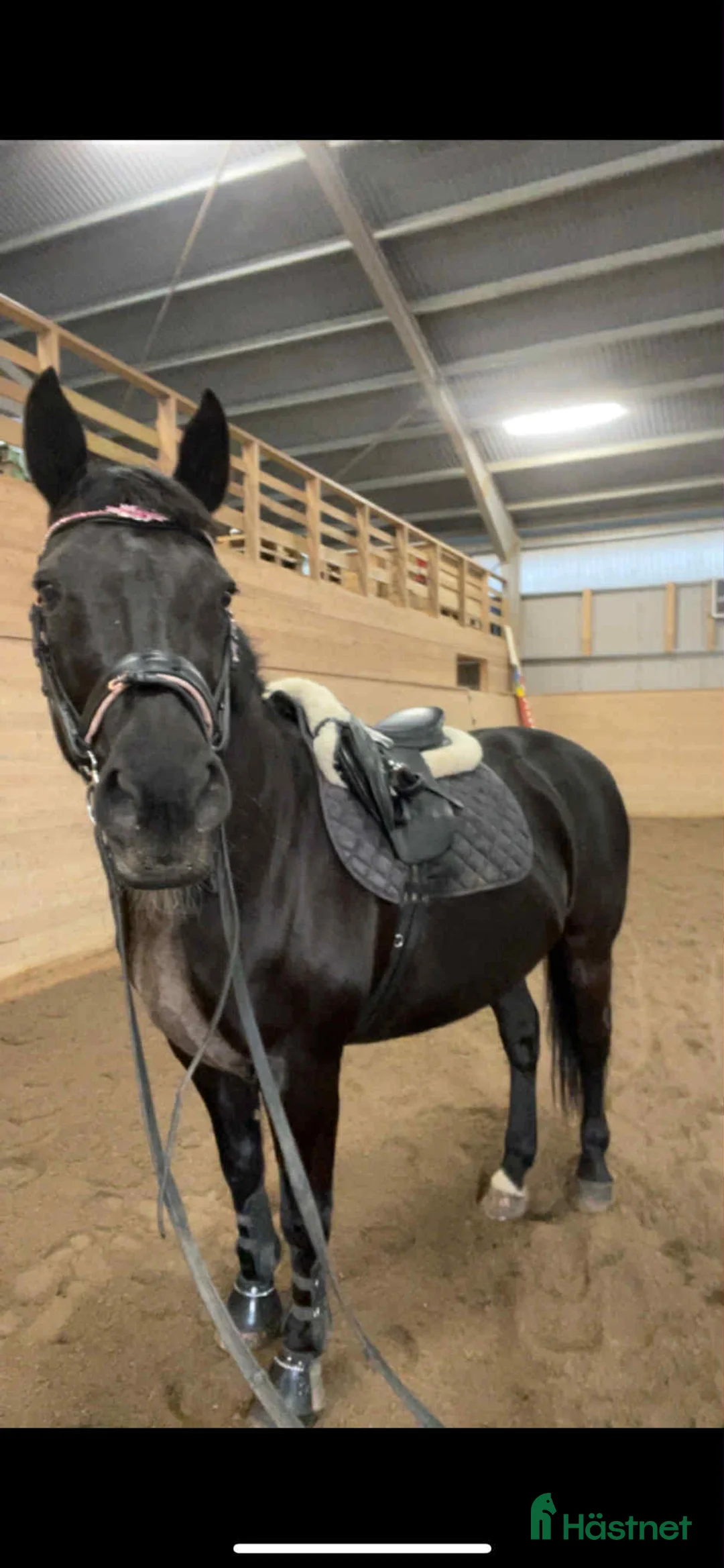 Allround hästar till salu: Vackert danskt halvblod - Annons 3