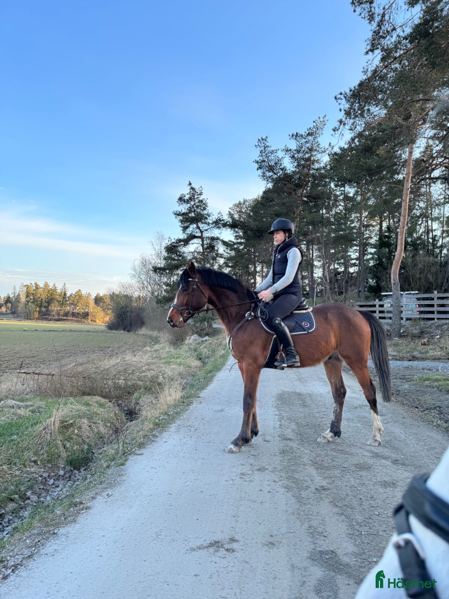  hästar Storhoppande kille för satsande ryttare  - Annons 19