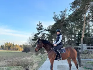 hästar Storhoppande kille för satsande ryttare - Annons 19