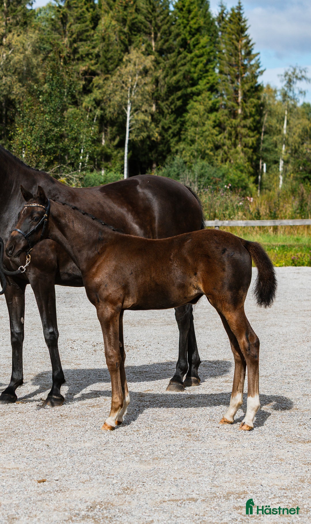 Dressyr hästar till salu: Framtidslöfte e: Oneofakind OM ✨ i Borlänge - Annons 3