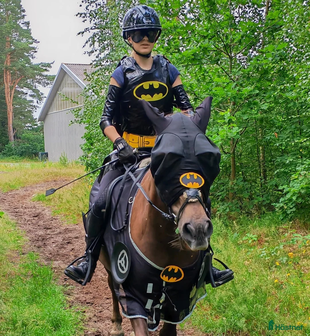 Allround hästar till salu: Trygg läromästare - Annons 4