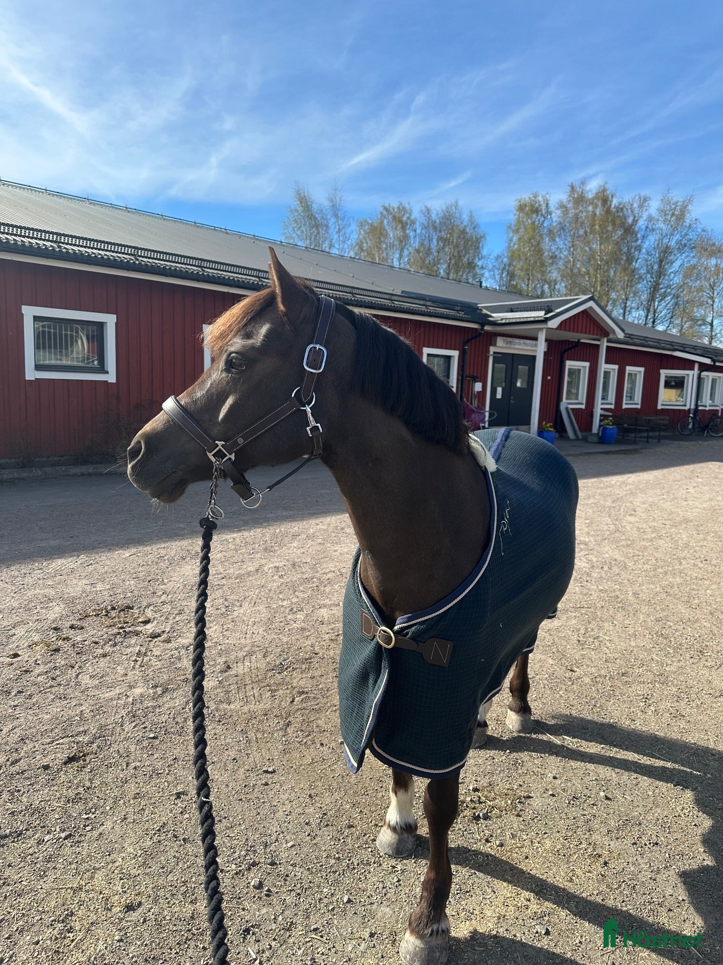  hästar Fin C-ponny - Annons 16