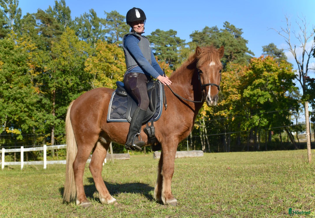 Island hästar till salu: Jättetrevlig valack i Borgholm - Annons 5