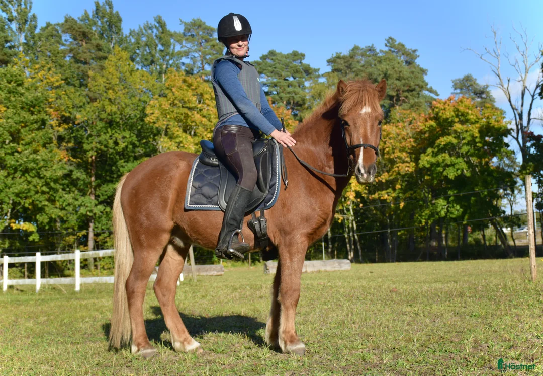 Island hästar till salu: Jättetrevlig valack - Annons 5