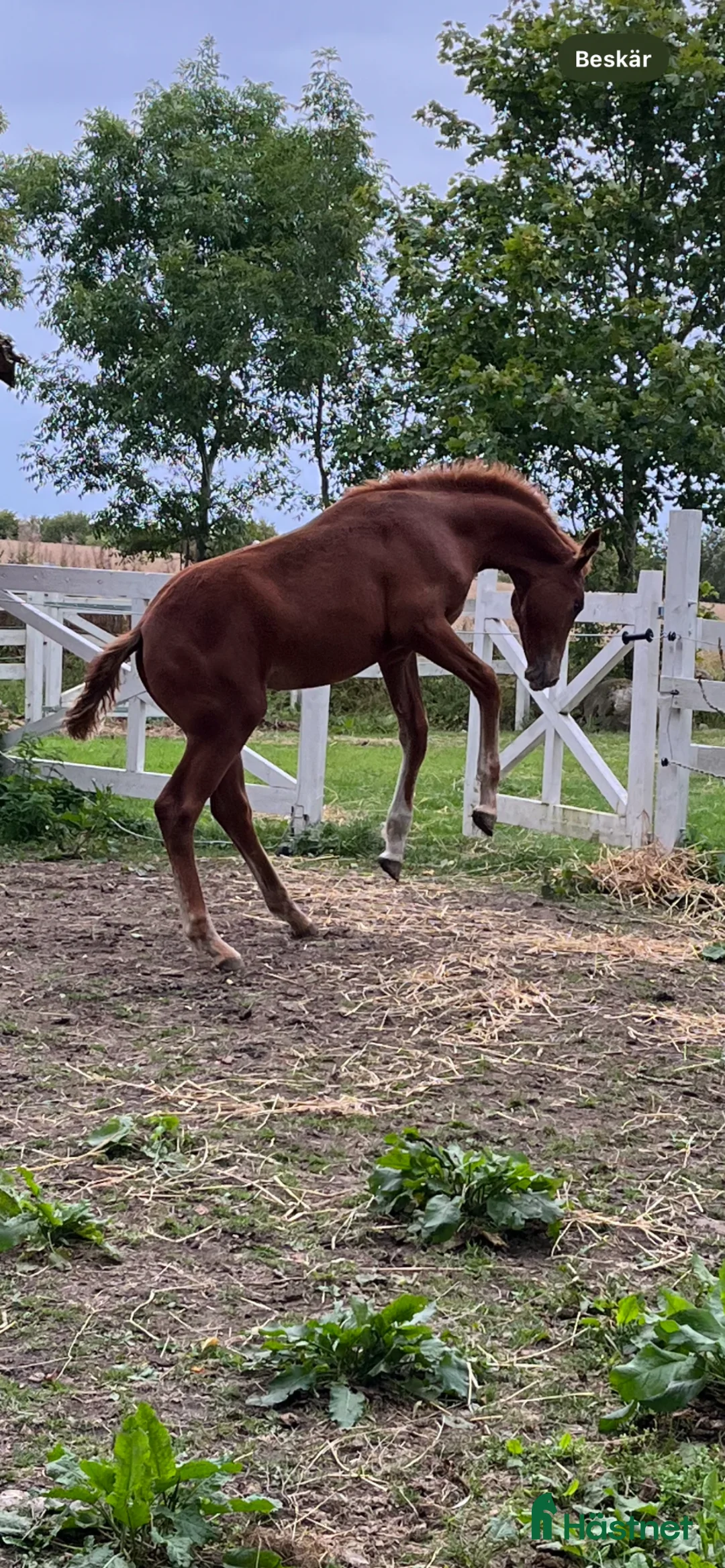 Allround hästar till salu: Fantastiskt sto med fint temperament  - Annons 2