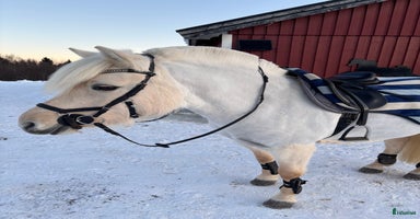 hästar i Alnö - Annons 6