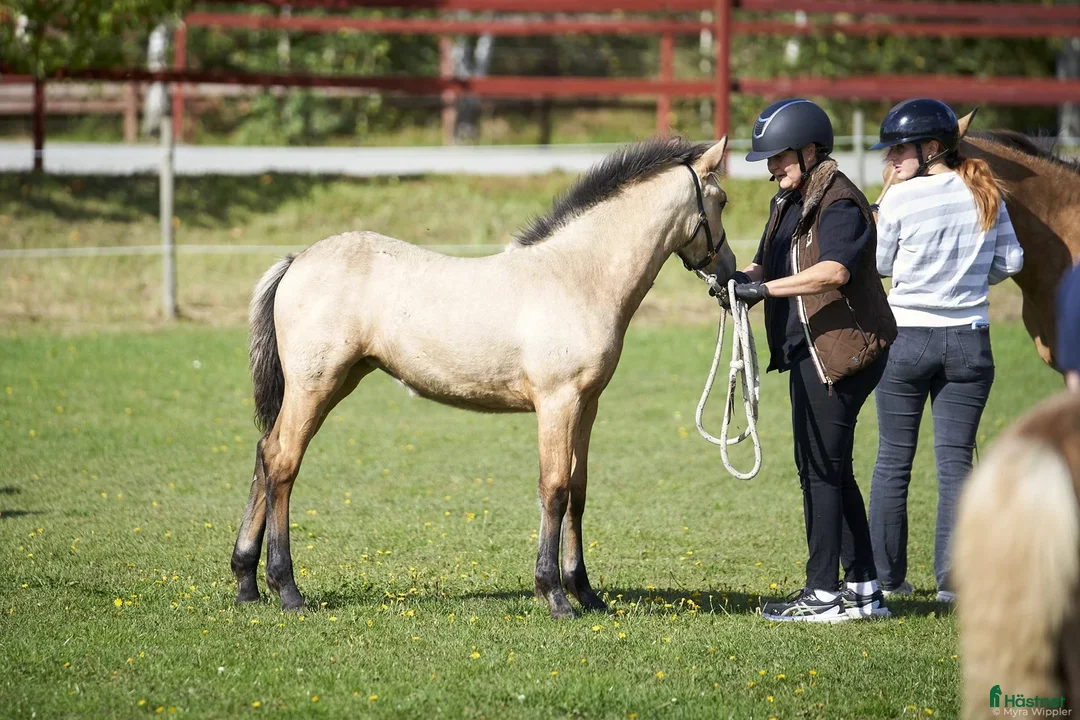 Allround hästar till salu: Lovande gulbrunt stoföl  i Mjölby - Annons 2