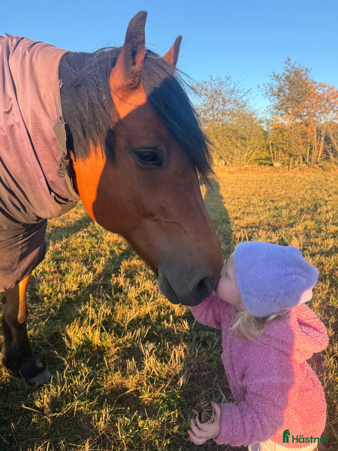 Allround hästar till salu: Världens snällaste skogsmulle / tanthäst i Hörja - Annons 10