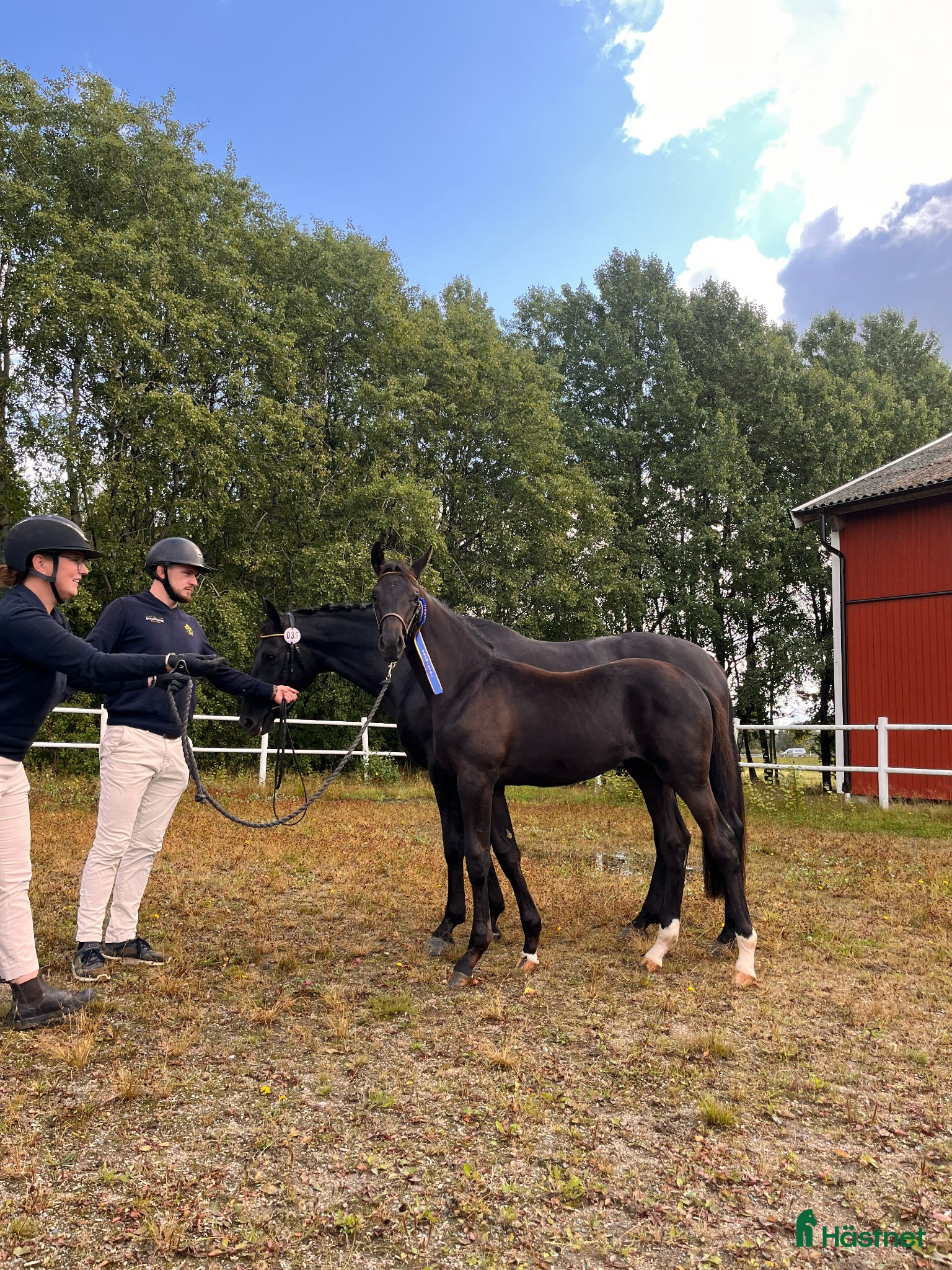 hästar Mycket fint ettårigt sto - Premieföl - Annons 1
