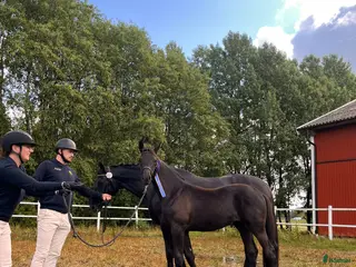 hästar Mycket fint ettårigt sto - Premieföl - Annons 1