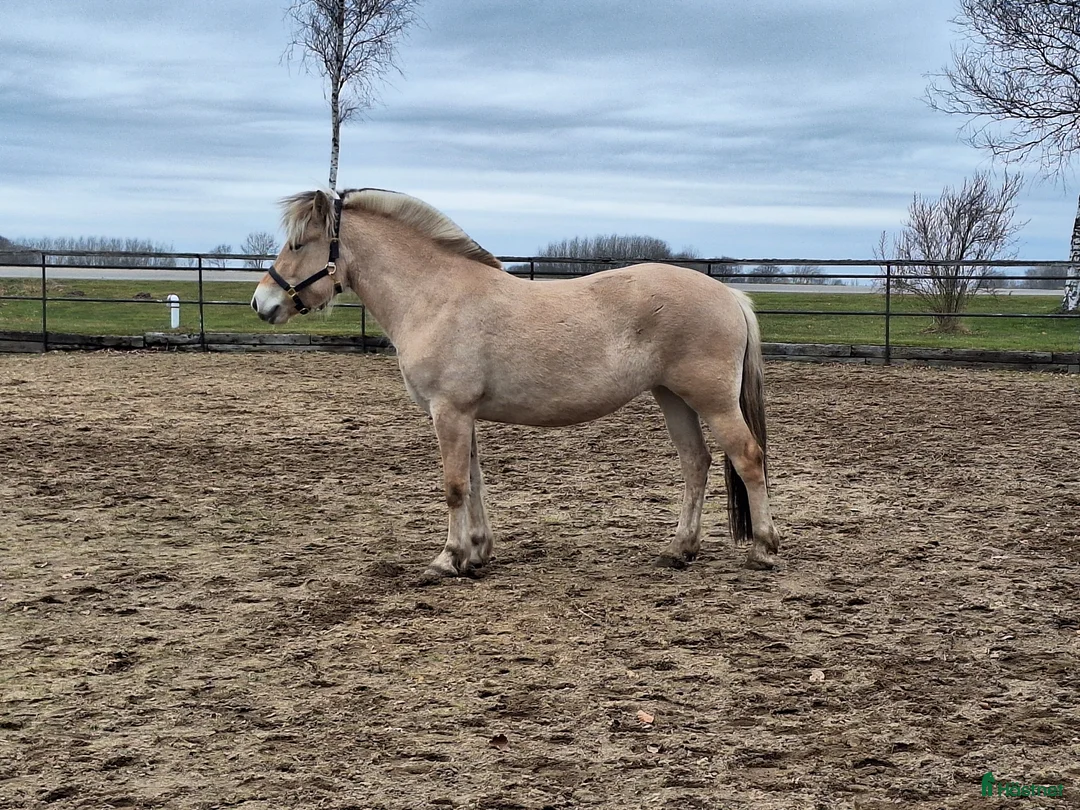 Allround hästar till salu: Trevligt 4 års sto - Annons 1