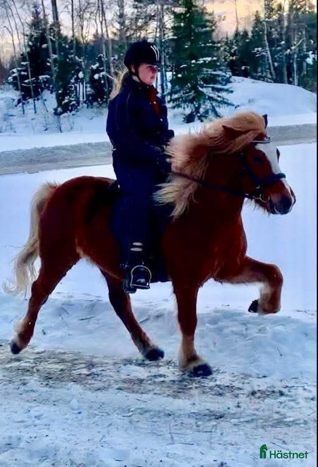 Island hästar till salu: Flera fina hästar med talang i Stockholm - Annons 2