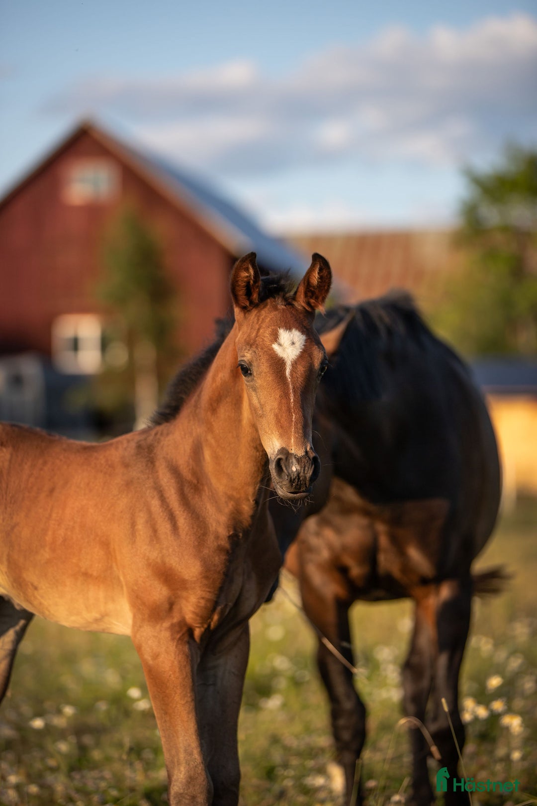 Dressyr hästar till salu: ⭐️ Hingstföl med karisma ⭐️ i Karlstad - Annons 10
