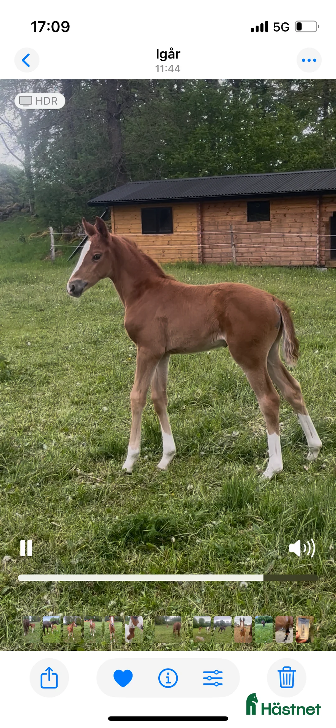 Dressyr hästar till salu: Framtidslöfte med utstrålning  i Helsingborg - Annons 2