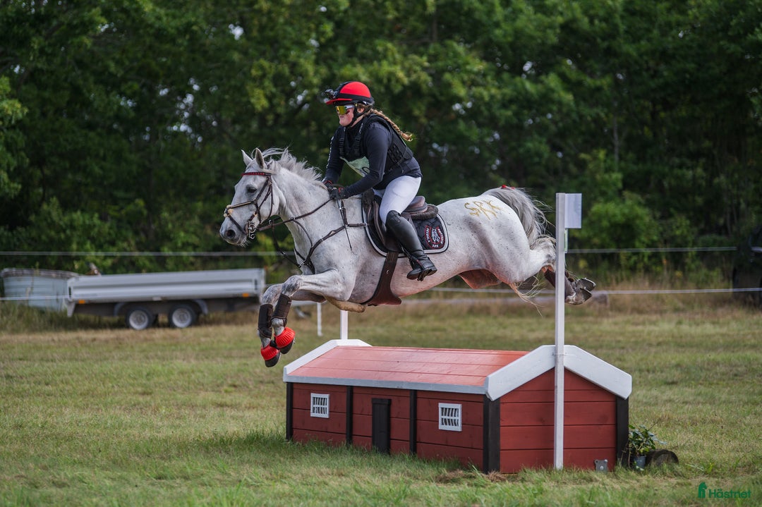 Allround hästar till salu: 🌟Oslipad diamant🌟 i Kinnared - Annons 3