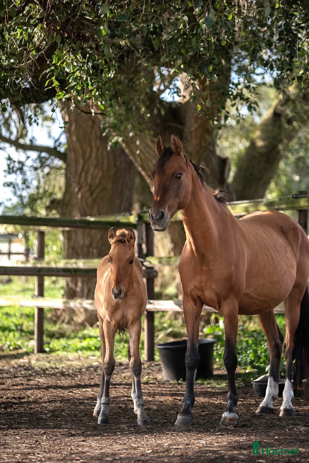 Avelshästar hästar till salu: Toppstammat dressyrföl säljes - Annons 2