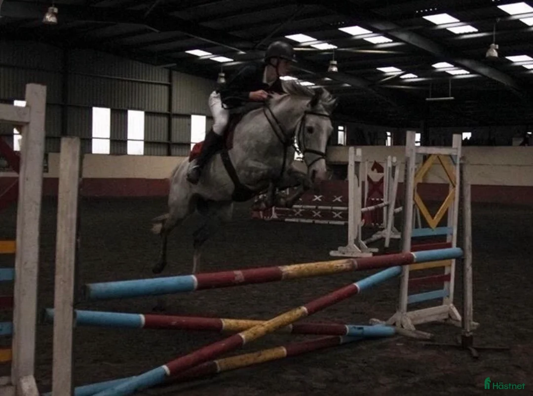 Hoppning hästar till salu: Maxad-D ponny Salu - Annons 2