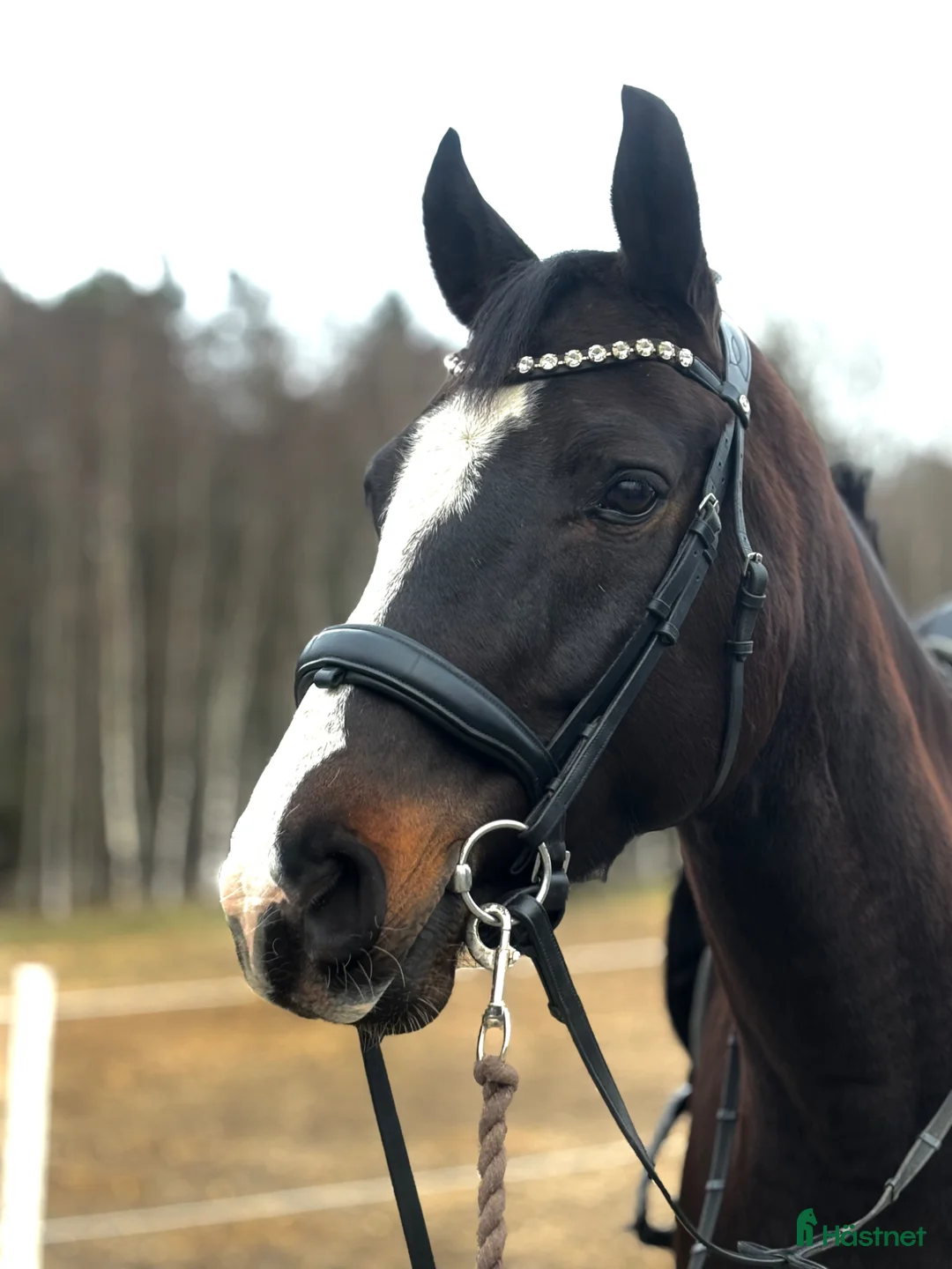 Dressyr hästar till salu: Dressyrhäst med stor potential – “Jack”  - Annons 1