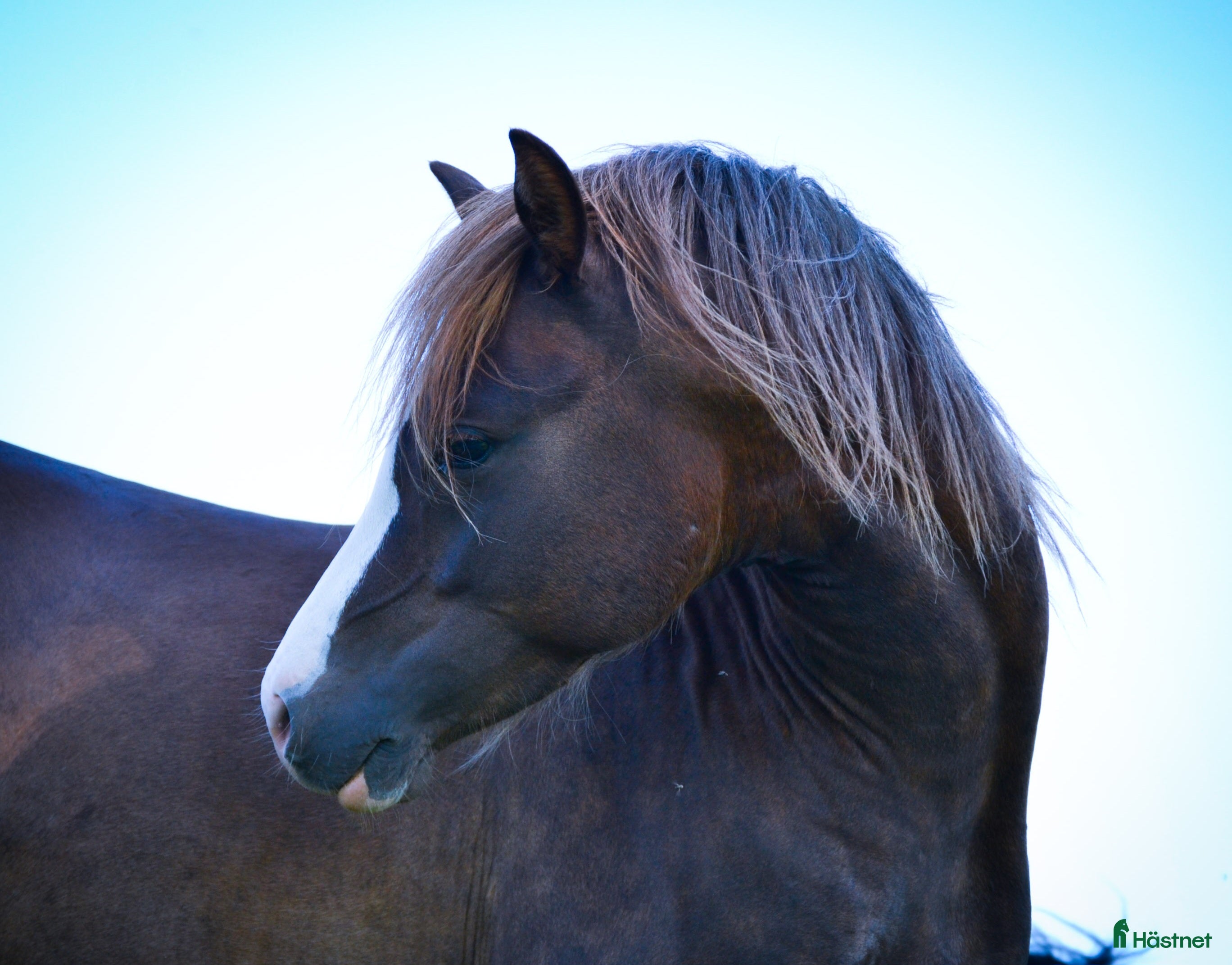 Allround hästar till salu: Fin välutvecklad welsh  i Vollsjö - Annons 2