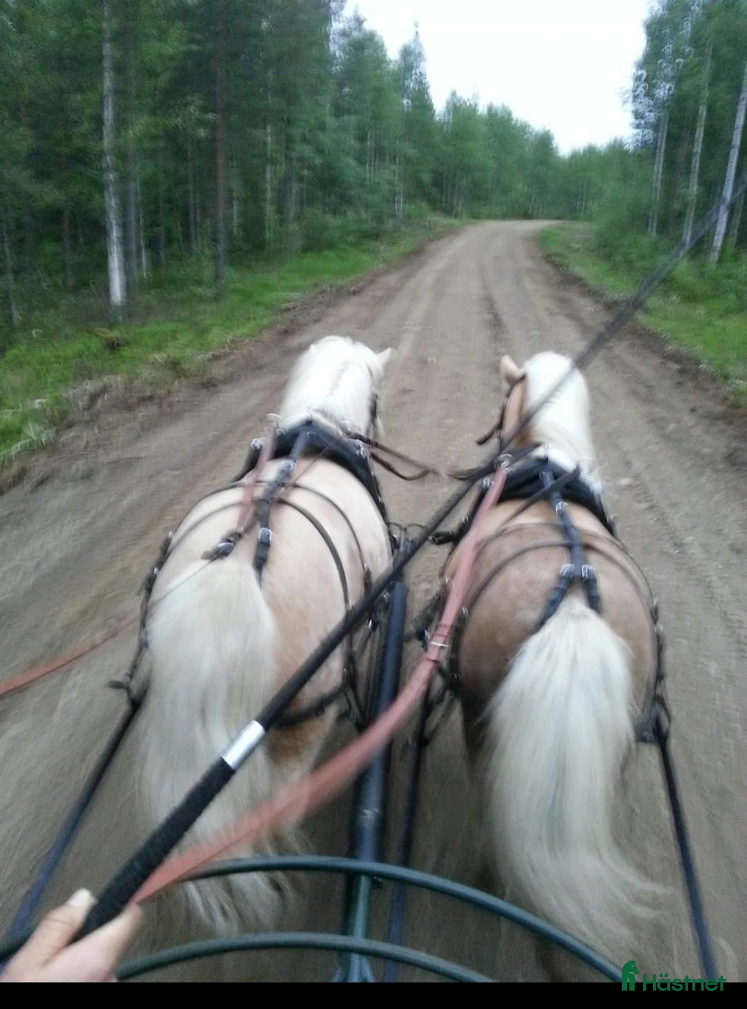 Avelshästar hästar till salu: Delicado Af Jäboruder RS 695 i Lillpite - Annons 2